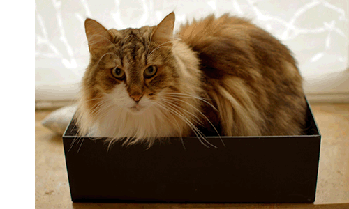 Geschenkbox Geschenbox