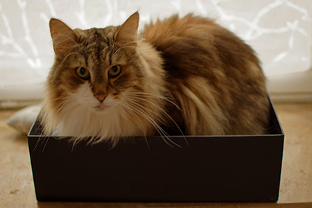 Geschenkbox mit Kater Geschenbox - Wiederverwendung