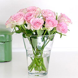 Z_203: 12 rosa Rosen Z_203: 12 rosa Rosen